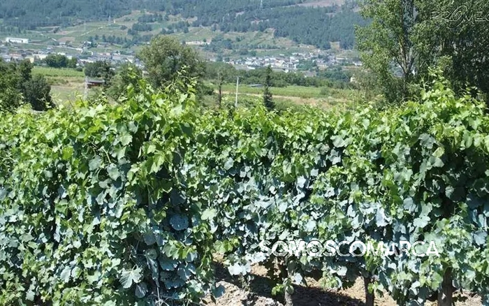 portada_somoscomarca_vi&ntilde;a_vi&ntilde;edos_sulfato