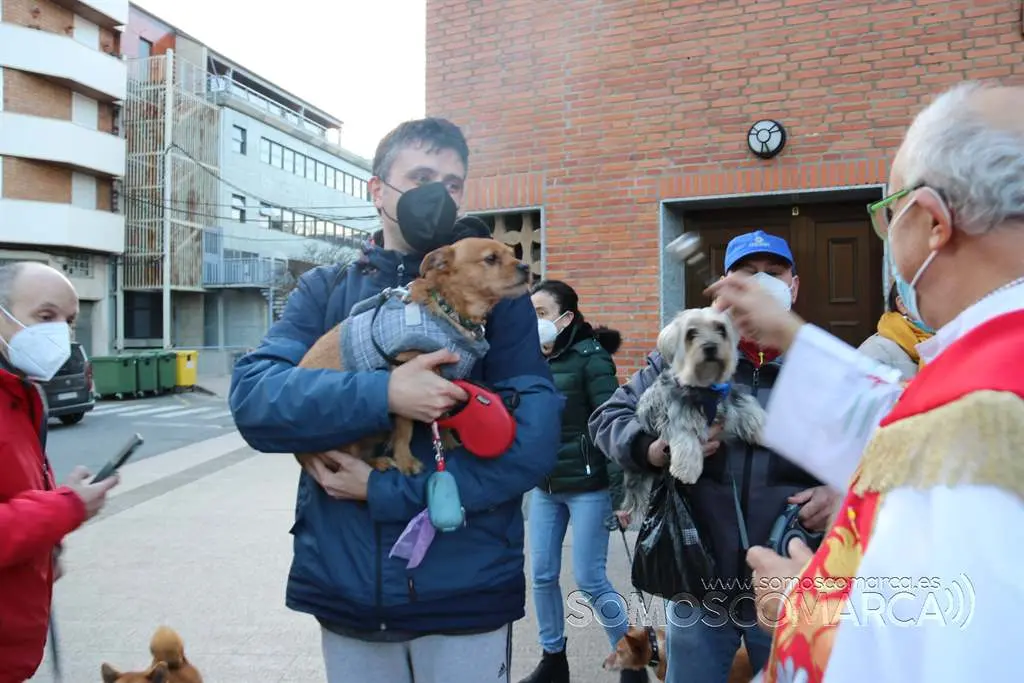 Bendición animales en O Barco el día de San Antonio 2022 (14)