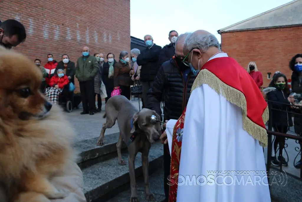 Bendición animales en O Barco el día de San Antonio 2022 (22)