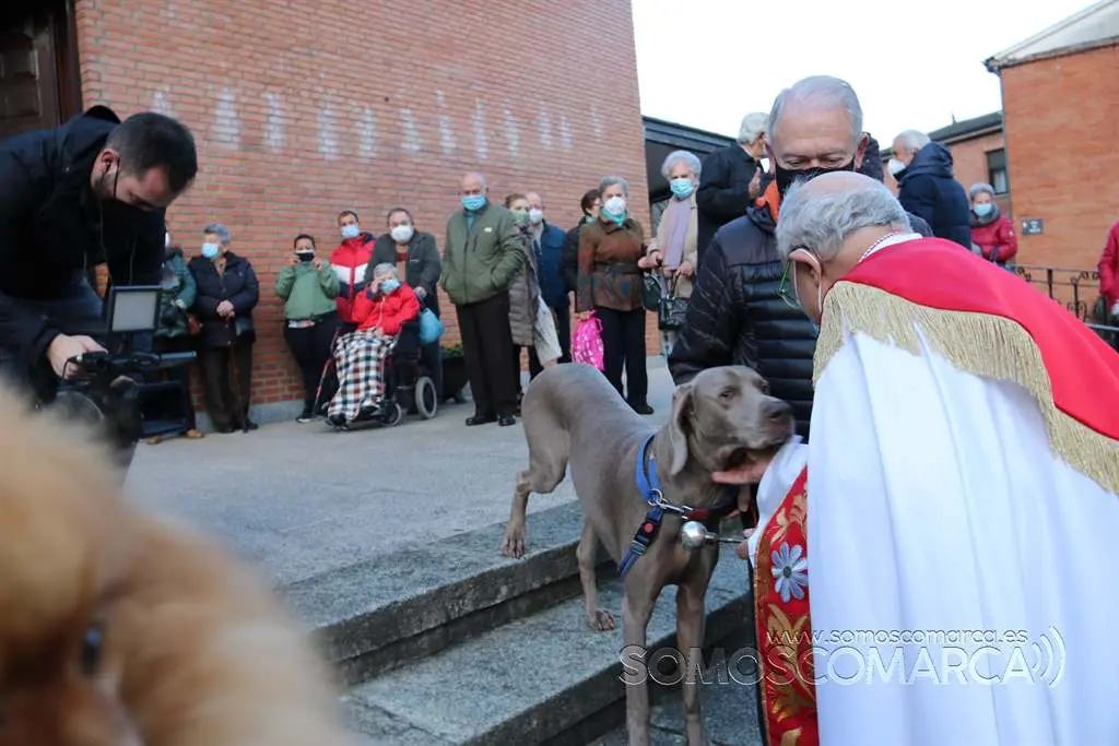 Bendición animales en O Barco el día de San Antonio 2022 (23)