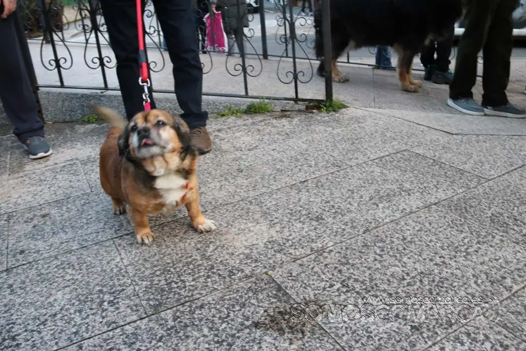 Bendición animales en O Barco el día de San Antonio 2022 (30)