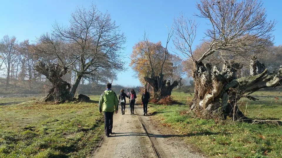 Paseo entre soutos de castaños da Pobra da Trives