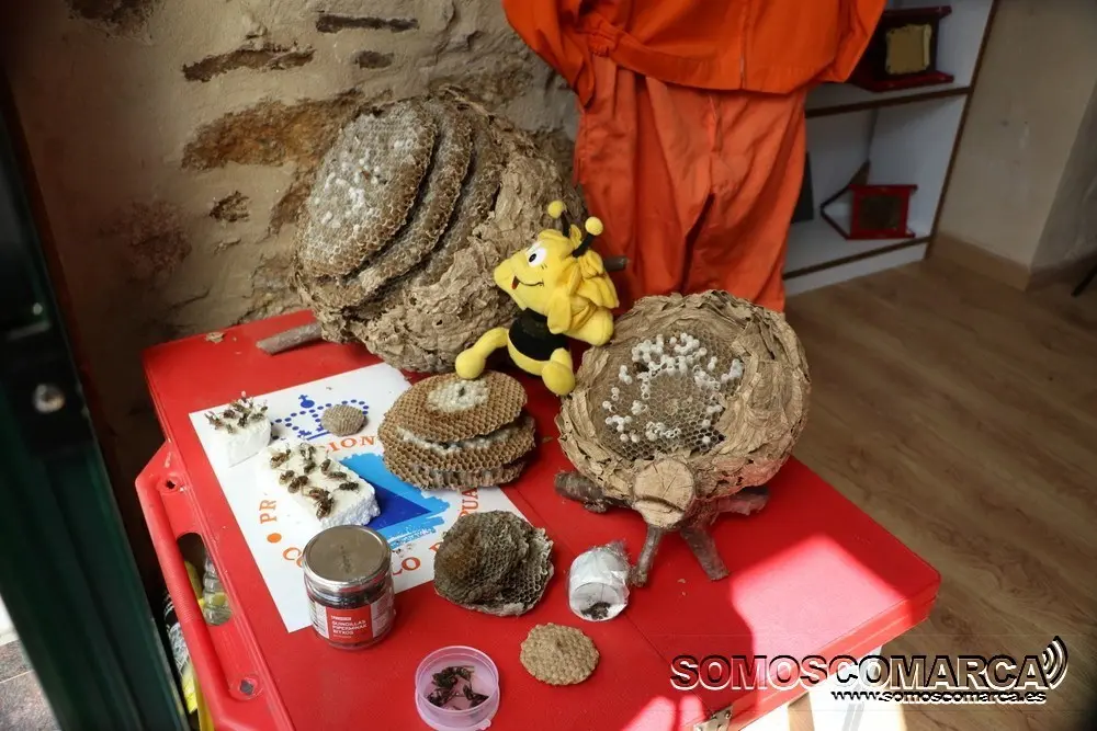 Nidos y ejemplares de Avispas Velutinas