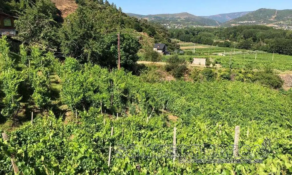 Viñedos