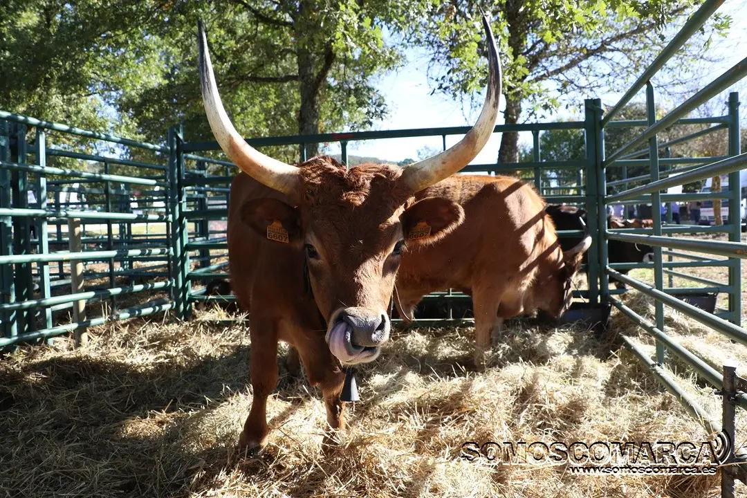 somoscomarca_aveiga_feira_gando_2021_10_09 (15)