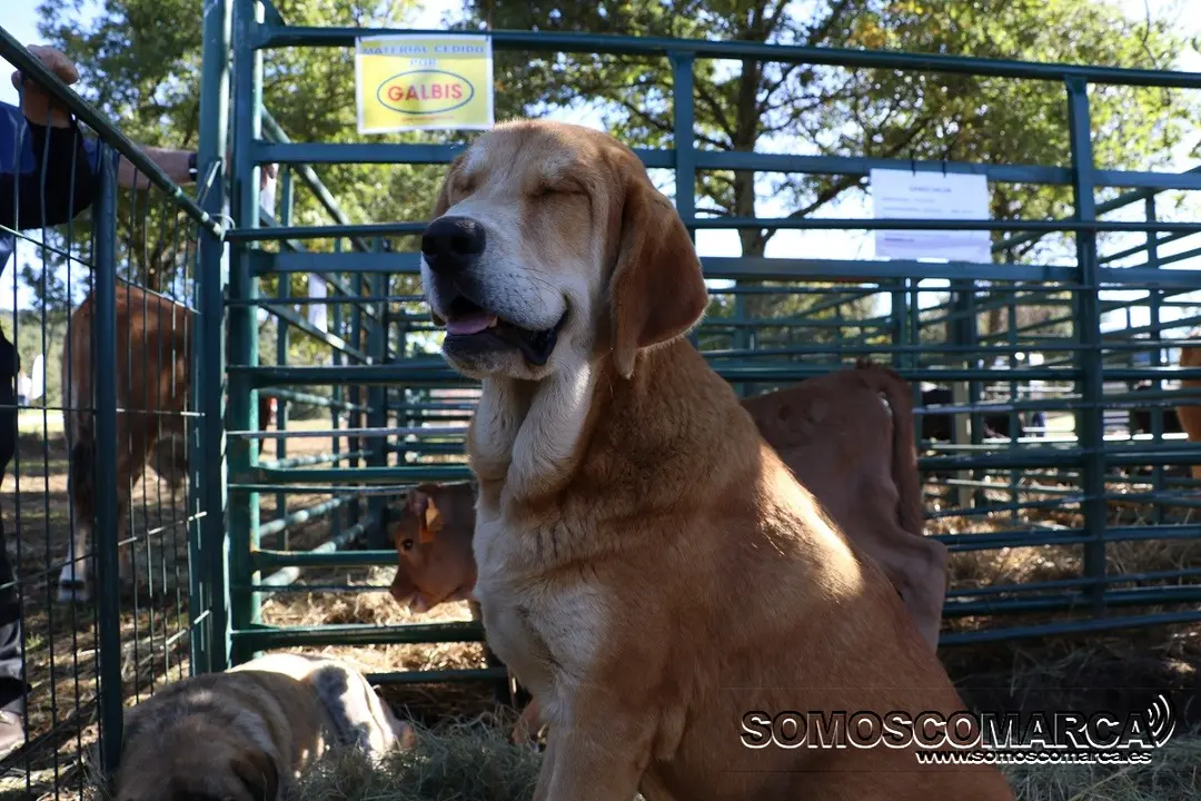 somoscomarca_aveiga_feira_gando_2021_10_09 (17)