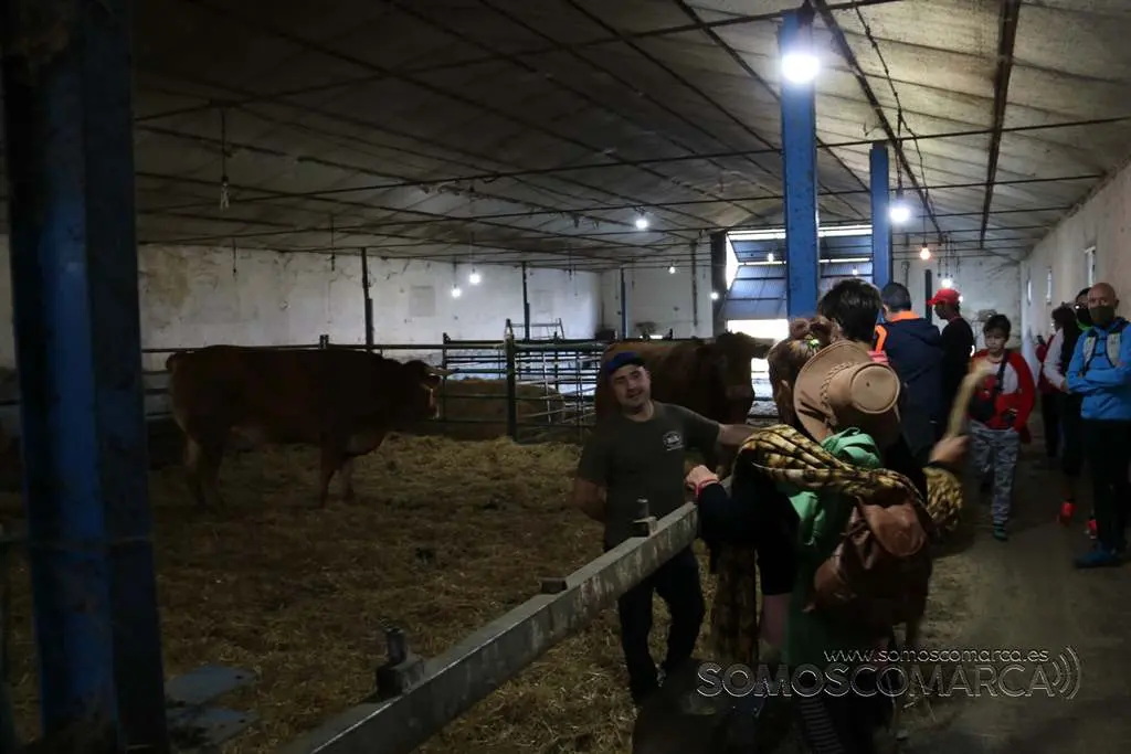 Ganadería Mario Nogueira, Petín