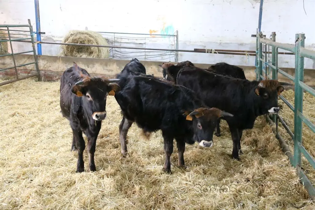 Ganadería Mario Nogueira , Petín