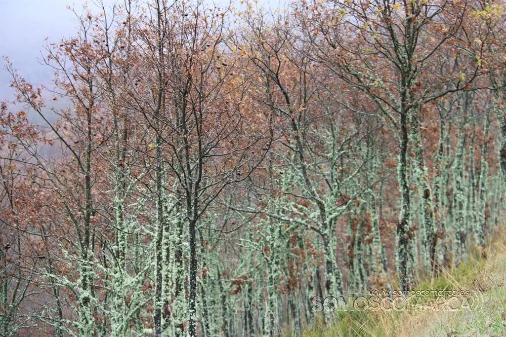 somoscomarca_aveiga_carballeira_outono_2021