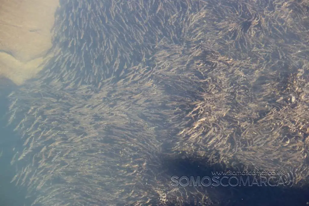 somoscomarca_petin_bancodepeces_puentecigarrosa_2022 (1)