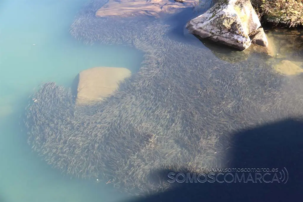 somoscomarca_petin_bancodepeces_puentecigarrosa_2022 (3)