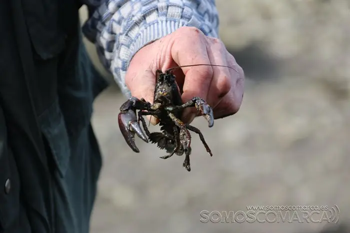 somoscomarca_vilamartin_peces_cangrejos_valenciadosil_embalse_2022-02-23 (4)