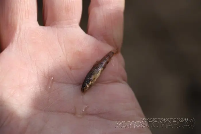 somoscomarca_vilamartin_peces_cangrejos_valenciadosil_embalse_2022-02-23 (7)