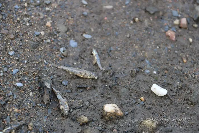 somoscomarca_vilamartin_peces_cangrejos_valenciadosil_embalse_2022-02-23 (8)