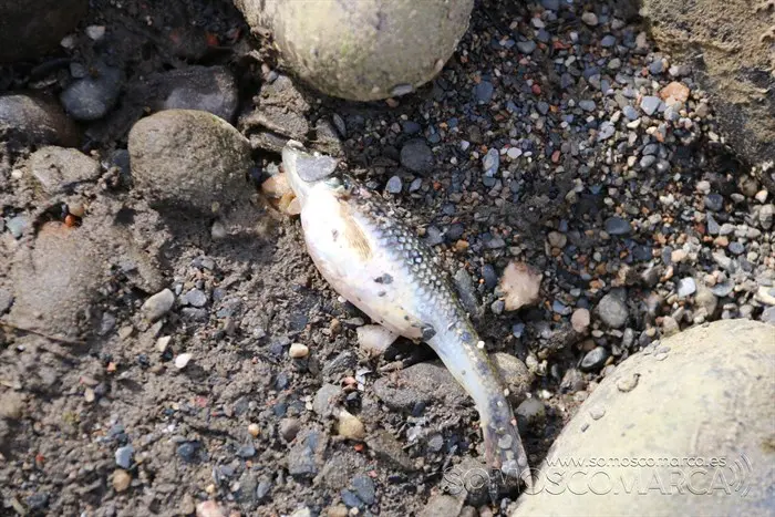 somoscomarca_vilamartin_peces_cangrejos_valenciadosil_embalse_2022-02-23 (10)