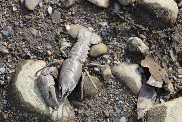 somoscomarca_vilamartin_peces_cangrejos_valenciadosil_embalse_2022-02-23 (11)