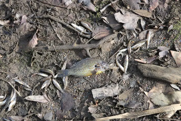 somoscomarca_vilamartin_peces_cangrejos_valenciadosil_embalse_2022-02-23 (12)