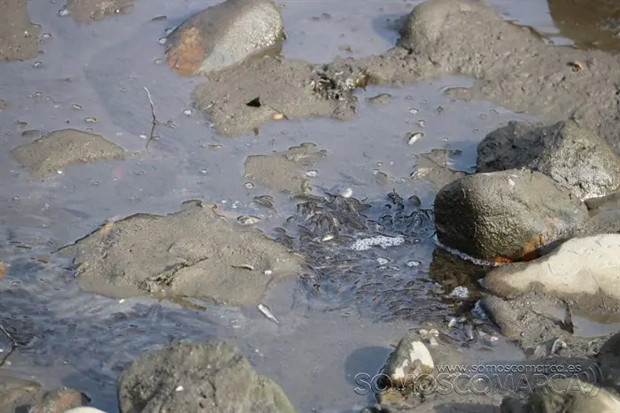 somoscomarca_vilamartin_peces_cangrejos_valenciadosil_embalse_2022-02-23 (13)