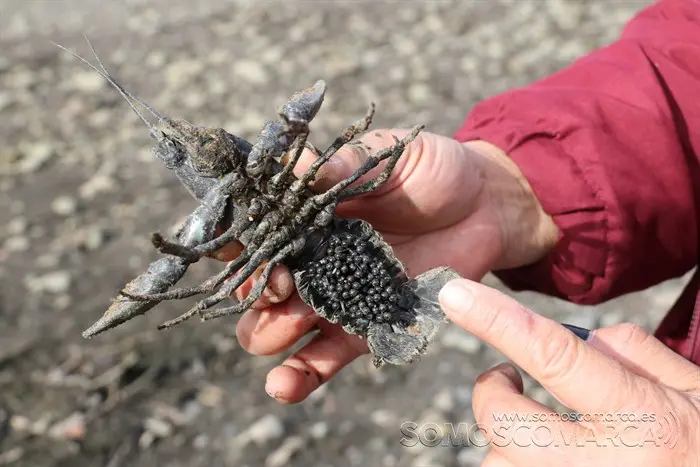 somoscomarca_vilamartin_peces_cangrejos_valenciadosil_embalse_2022-02-23 (15)