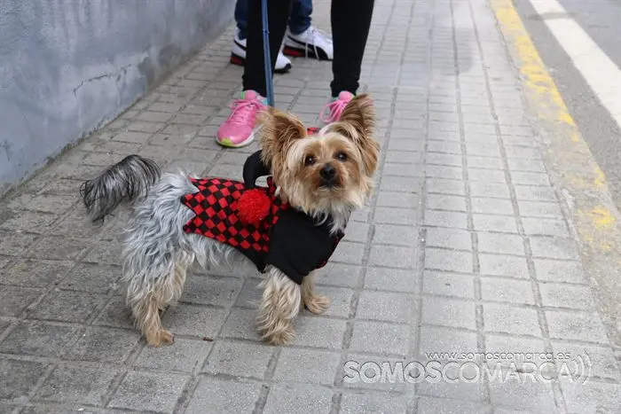 Desfile de Entroido do colexio Bibei polas Rúas de Viana 2022 (3)