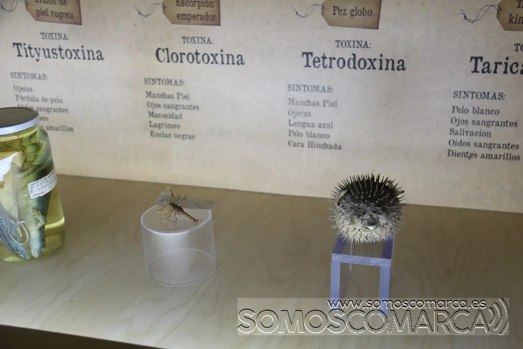 somoscomarca_munic_museo_Carracedelo_exposicion_2022-03-17 (4)