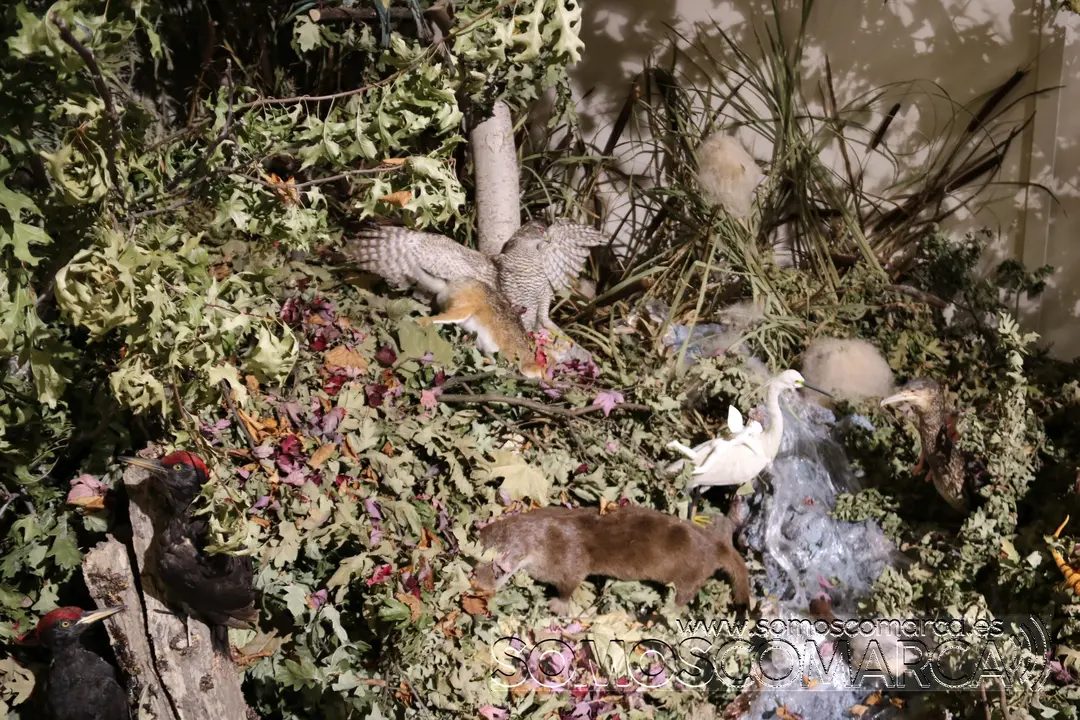 somoscomarca_munic_museo_Carracedelo_exposicion_2022-03-17 (21)