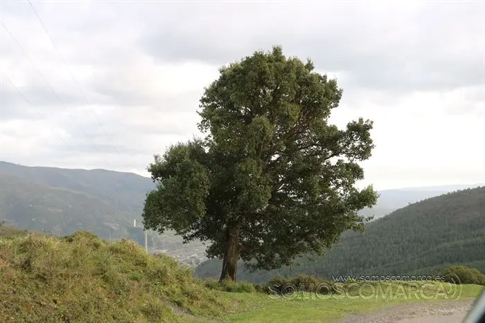 somos comarca_sanjulian_xardon_alcornoque_encino_s_2022 (2)