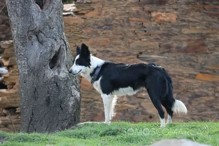 somos comarca_sanjulian_animales_manolo_cabras_vacas_terneros_ovejas_gatos_gallos_perros_2022 (4)