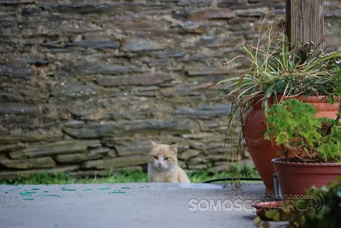 somos comarca_sanjulian_animales_manolo_cabras_vacas_terneros_ovejas_gatos_gallos_perros_2022 (5)