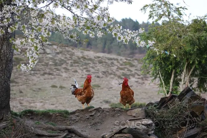 somos comarca_sanjulian_animales_manolo_cabras_vacas_terneros_ovejas_gatos_gallos_perros_2022 (6)