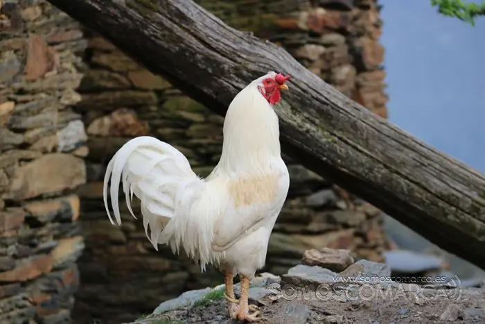 somos comarca_sanjulian_animales_manolo_cabras_vacas_terneros_ovejas_gatos_gallos_perros_2022 (7)