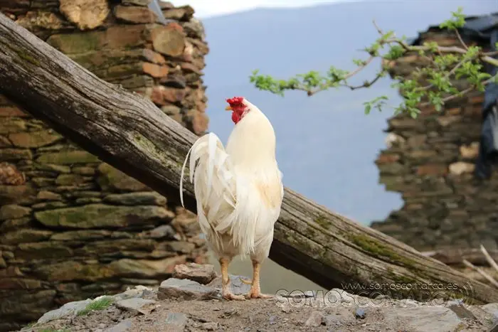 somos comarca_sanjulian_animales_manolo_cabras_vacas_terneros_ovejas_gatos_gallos_perros_2022 (8)