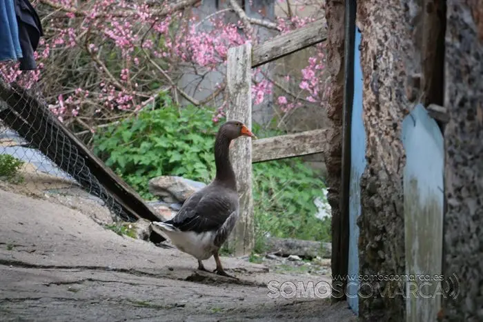 somos comarca_sanjulian_animales_manolo_cabras_vacas_terneros_ovejas_gatos_gallos_perros_2022 (9)