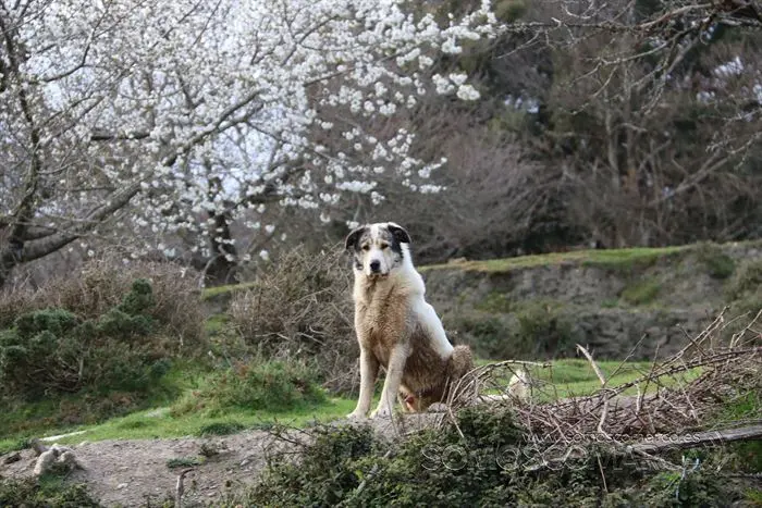somos comarca_sanjulian_animales_manolo_cabras_vacas_terneros_ovejas_gatos_gallos_perros_2022 (12)