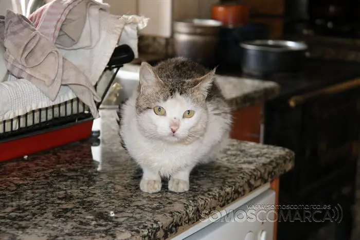 somos comarca_sanjulian_animales_manolo_cabras_vacas_terneros_ovejas_gatos_gallos_perros_2022 (13)