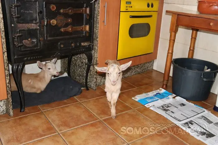 somos comarca_sanjulian_animales_manolo_cabras_vacas_terneros_ovejas_gatos_gallos_perros_2022 (14)