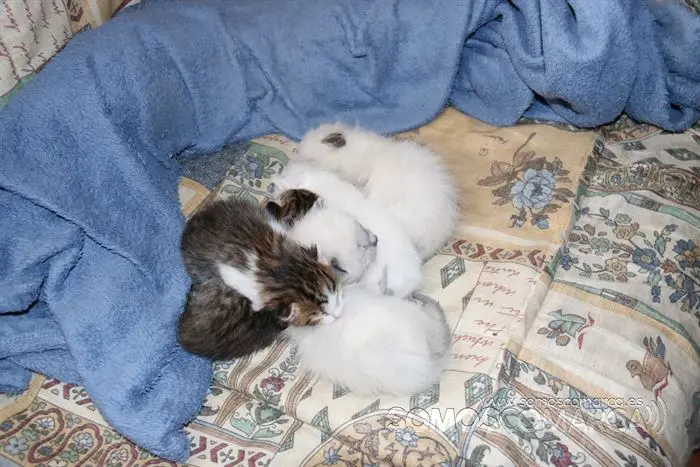 somos comarca_sanjulian_animales_manolo_cabras_vacas_terneros_ovejas_gatos_gallos_perros_2022 (15)