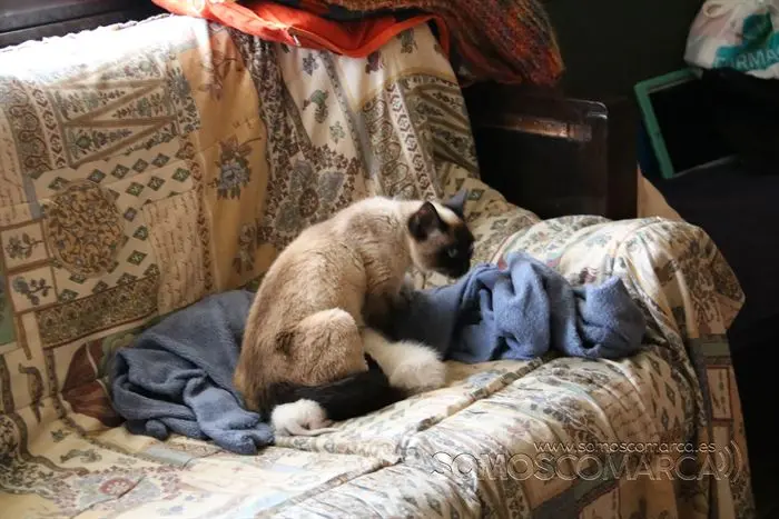 somos comarca_sanjulian_animales_manolo_cabras_vacas_terneros_ovejas_gatos_gallos_perros_2022 (16)