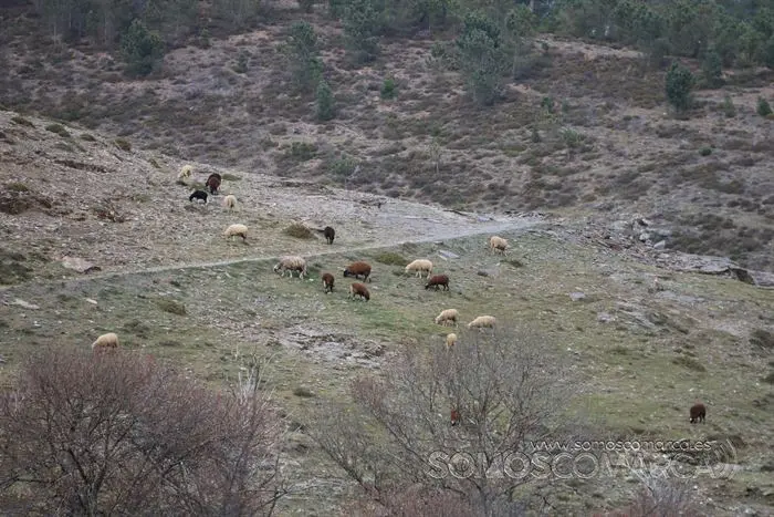 somos comarca_sanjulian_animales_manolo_cabras_vacas_terneros_ovejas_gatos_gallos_perros_2022 (17)