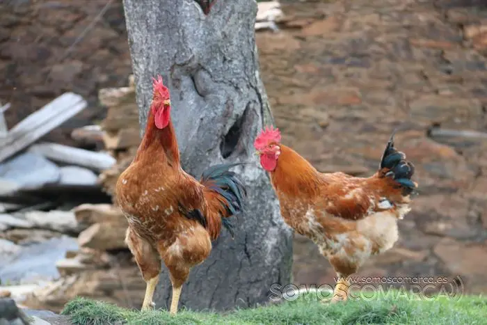 somos comarca_sanjulian_animales_manolo_cabras_vacas_terneros_ovejas_gatos_gallos_perros_2022 (18)