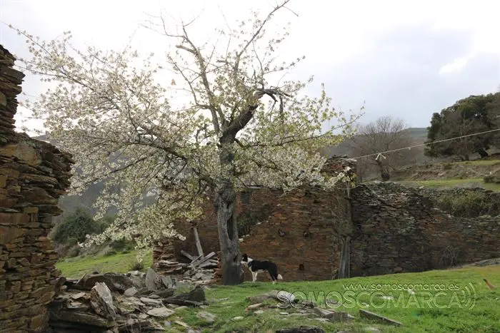 somos comarca_sanjulian_animales_manolo_cabras_vacas_terneros_ovejas_gatos_gallos_perros_2022 (19)