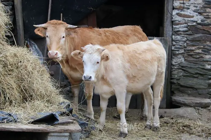 somos comarca_sanjulian_animales_manolo_cabras_vacas_terneros_ovejas_gatos_gallos_perros_2022 (20)