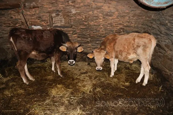 somos comarca_sanjulian_animales_manolo_cabras_vacas_terneros_ovejas_gatos_gallos_perros_2022 (21)