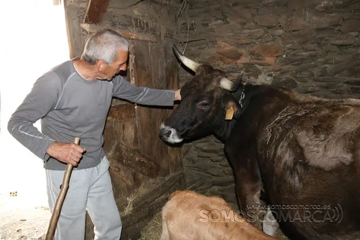 somos comarca_sanjulian_animales_manolo_cabras_vacas_terneros_ovejas_gatos_gallos_perros_2022 (22)