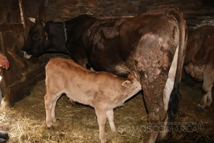 somos comarca_sanjulian_animales_manolo_cabras_vacas_terneros_ovejas_gatos_gallos_perros_2022 (23)