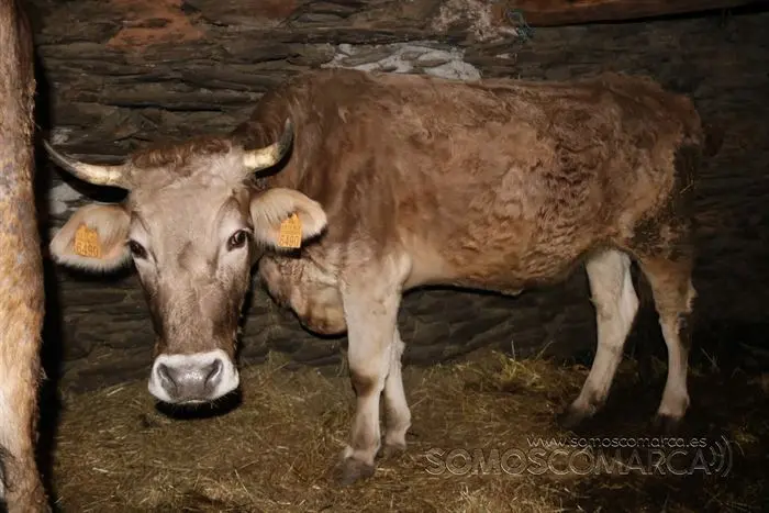 somos comarca_sanjulian_animales_manolo_cabras_vacas_terneros_ovejas_gatos_gallos_perros_2022 (24)