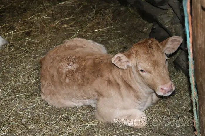 somos comarca_sanjulian_animales_manolo_cabras_vacas_terneros_ovejas_gatos_gallos_perros_2022 (26)