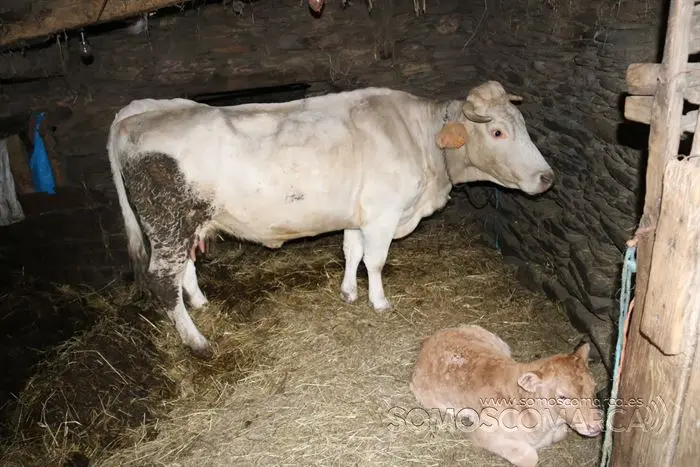 somos comarca_sanjulian_animales_manolo_cabras_vacas_terneros_ovejas_gatos_gallos_perros_2022 (27)