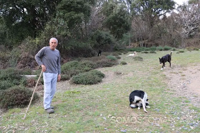 somos comarca_sanjulian_animales_manolo_cabras_vacas_terneros_ovejas_gatos_gallos_perros_2022 (29)