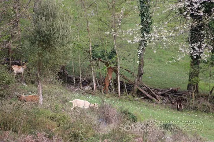 somos comarca_sanjulian_animales_manolo_cabras_vacas_terneros_ovejas_gatos_gallos_perros_2022 (30)